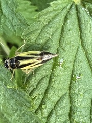 Evacanthus interruptus