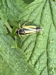 Evacanthus interruptus