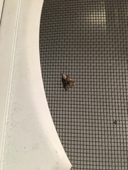 Platynota exasperatana