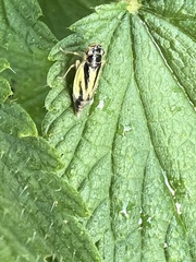 Evacanthus interruptus