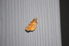 Selenia alciphearia