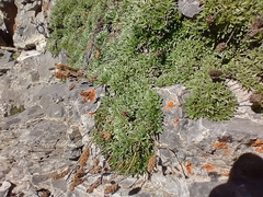 Penstemon ellipticus