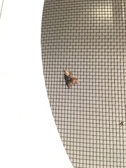 Platynota exasperatana