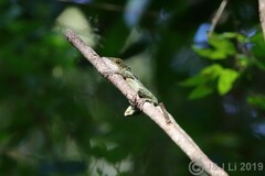 Anolis luteogularis