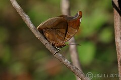 Historis odius odius