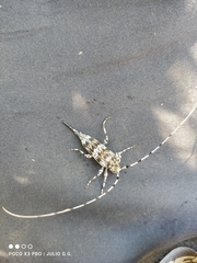 Acanthocinus princeps