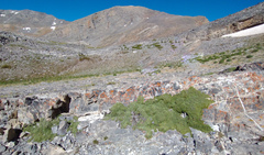 Penstemon ellipticus