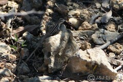 Leiocephalus stictigaster