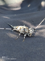 Acanthocinus princeps