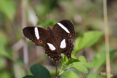 Anartia chrysopelea