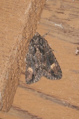 Aseptis binotata