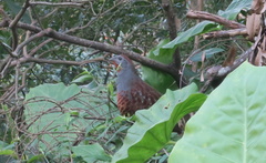 Bambusicola sonorivox