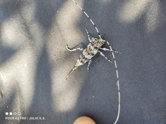 Acanthocinus princeps