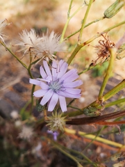 Cicerbita macrophylla