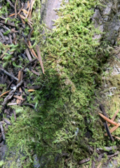 Liochlaena lanceolata