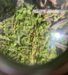 Liochlaena lanceolata