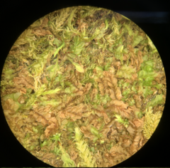 Liochlaena lanceolata