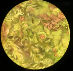 Liochlaena lanceolata