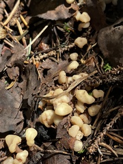 Cudonia circinans