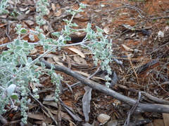 Chenopodium curvispicatum