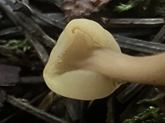 Cudonia circinans