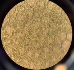 Liochlaena lanceolata