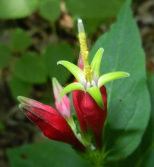 Spigelia marilandica