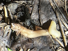 Cudonia circinans