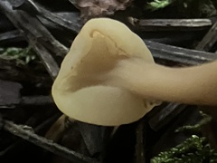 Cudonia circinans