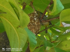 Zosterops