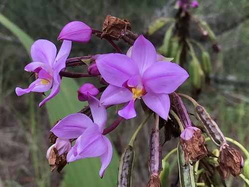 Philippine Ground Orchid