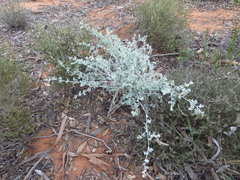 Chenopodium curvispicatum