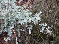 Chenopodium curvispicatum