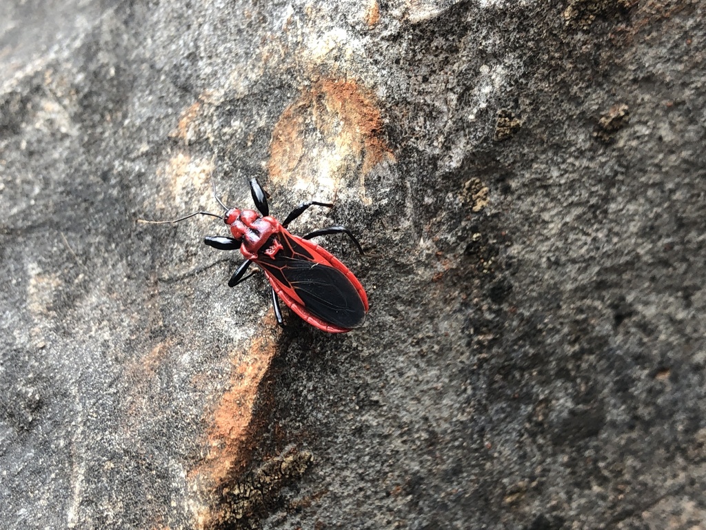 Choucoris