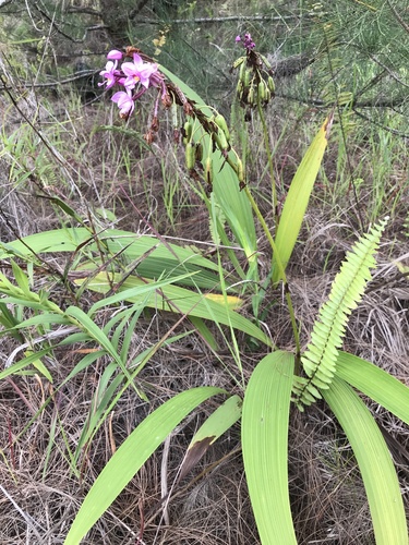 Philippine Ground Orchid
