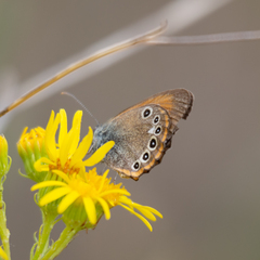 Coenonympha glycerion iphioides