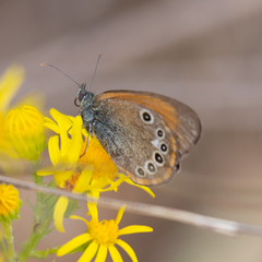 Coenonympha glycerion iphioides