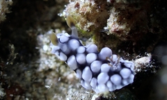 Dendrodoris tuberculosa