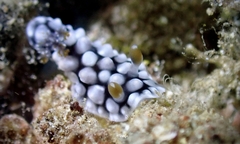 Dendrodoris tuberculosa