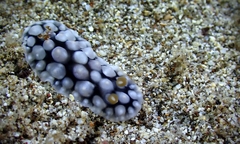 Dendrodoris tuberculosa