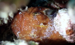 Antennatus tuberosus