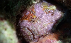 Antennatus tuberosus