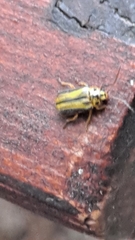 Xanthogaleruca luteola