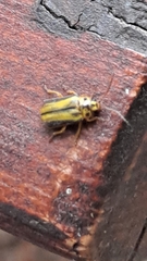 Xanthogaleruca luteola