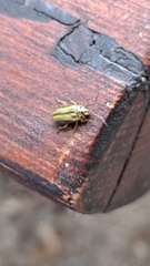 Xanthogaleruca luteola