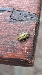 Xanthogaleruca luteola