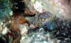 Antennatus tuberosus