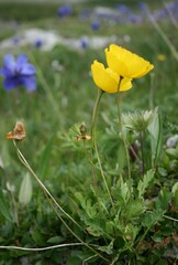 Papaver croceum