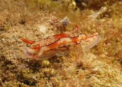 Hypselodoris krakatoa