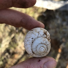 Xanthomelon pachystylum